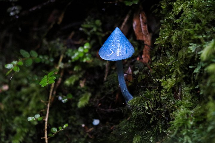 Experimente tirolesas emocionantes e caminhadas na floresta na antiga copa de Rotorua, foto 18 | wizardtrip