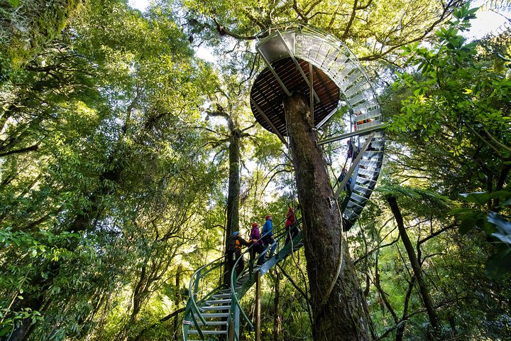 Experimente tirolesas emocionantes e caminhadas na floresta na antiga copa de Rotorua, foto 23 | wizardtrip