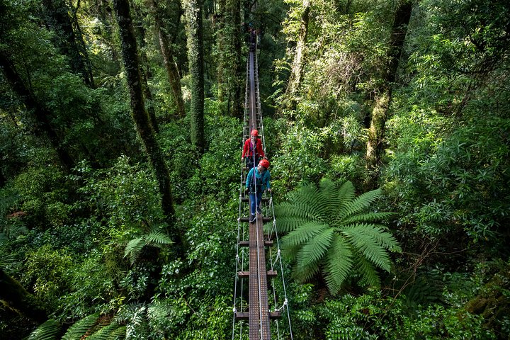 Experimente tirolesas e pontes suspensas emocionantes na floresta nativa antiga de Rotorua, foto 8 | wizardtrip