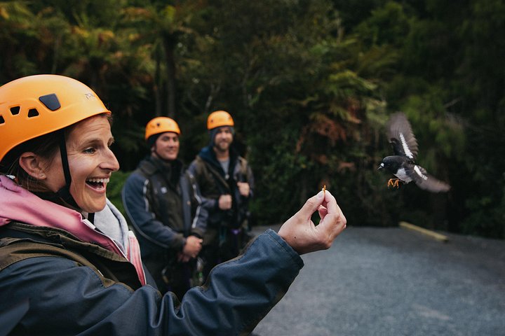 Experimente tirolesas e pontes suspensas emocionantes na floresta nativa antiga de Rotorua, foto 9 | wizardtrip