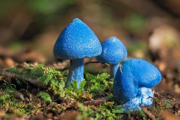 Experimente tirolesas e pontes suspensas emocionantes na floresta nativa antiga de Rotorua, foto 15 | wizardtrip