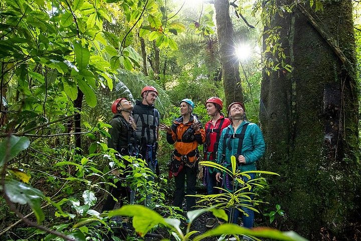 Experimente tirolesas e pontes suspensas emocionantes na floresta nativa antiga de Rotorua, foto 17 | wizardtrip