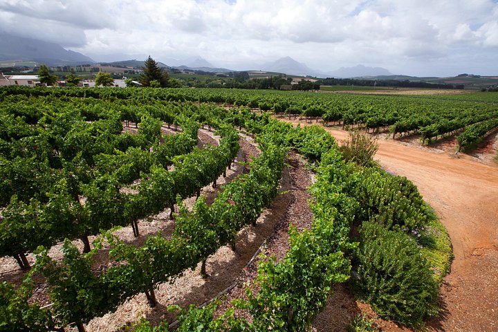 Paisagens cénicas de vinhedos e experiências de degustação de vinhos nas Regiões Vinícolas do Cabo, África do Sul, foto 15 | wizardtrip