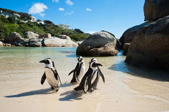 Passeio de dia inteiro explorando Cape Point, pinguins de Boulders Beach e percursos costeiros cénicos em torno da Cidade do Cabo, foto 8 | wizardtrip