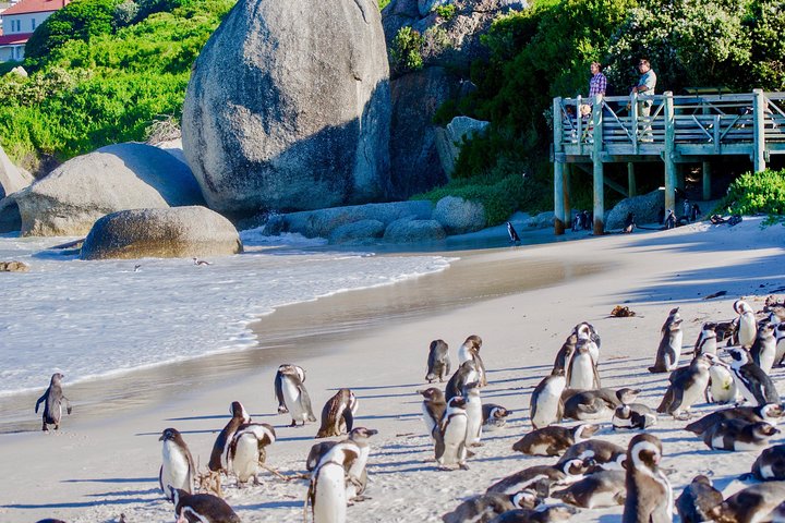 Passeio de dia inteiro explorando Cape Point, pinguins de Boulders Beach e percursos costeiros cénicos em torno da Cidade do Cabo, foto 10 | wizardtrip