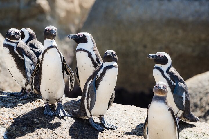 Passeio de dia inteiro explorando Cape Point, pinguins de Boulders Beach e percursos costeiros cénicos em torno da Cidade do Cabo, foto 12 | wizardtrip