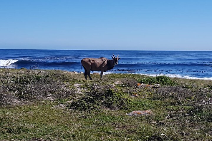 Passeio de dia inteiro explorando Cape Point, pinguins de Boulders Beach e percursos costeiros cénicos em torno da Cidade do Cabo, foto 18 | wizardtrip