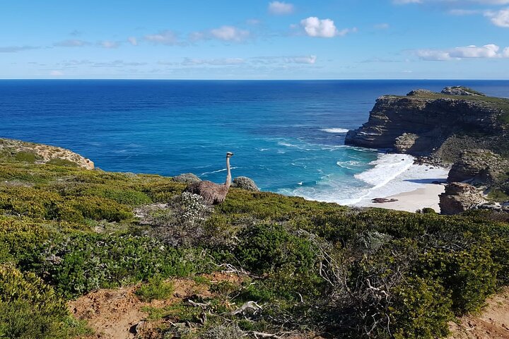 Passeio de dia inteiro explorando Cape Point, pinguins de Boulders Beach e percursos costeiros cénicos em torno da Cidade do Cabo, foto 19 | wizardtrip