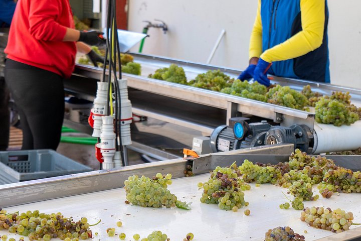 Full-day wine tour from Madrid to Ribera del Duero, visiting wineries and tasting wines, photo 37 | wizardtrip