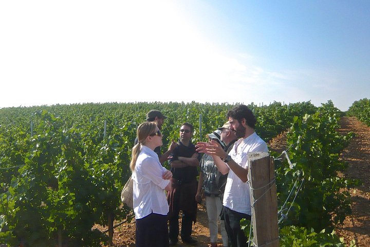 Madrid Countryside Wineries Guided Tour met Wijnproeverij | wizardtrip
