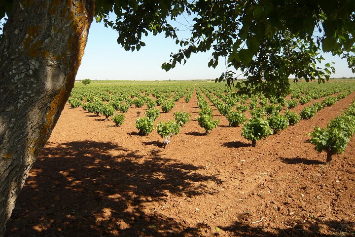 Explore a região vinícola de Madrid com visitas guiadas a quintas locais, provas de vinho e comida regional, foto 18 | wizardtrip