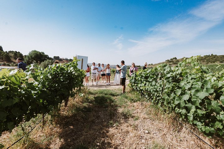 Explore a região vinícola de Madrid com visitas guiadas a quintas locais, provas de vinho e comida regional, foto 32 | wizardtrip