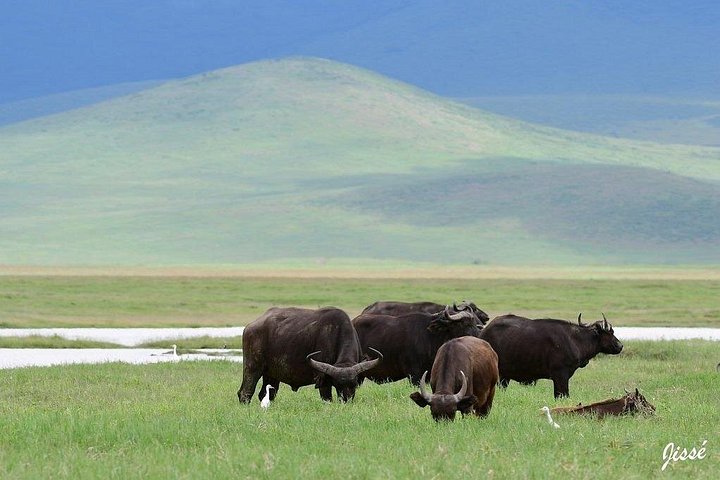 Klassisk Tanzania safari eventyr med dyreliv, landskaber og hytter, foto 7 | wizardtrip
