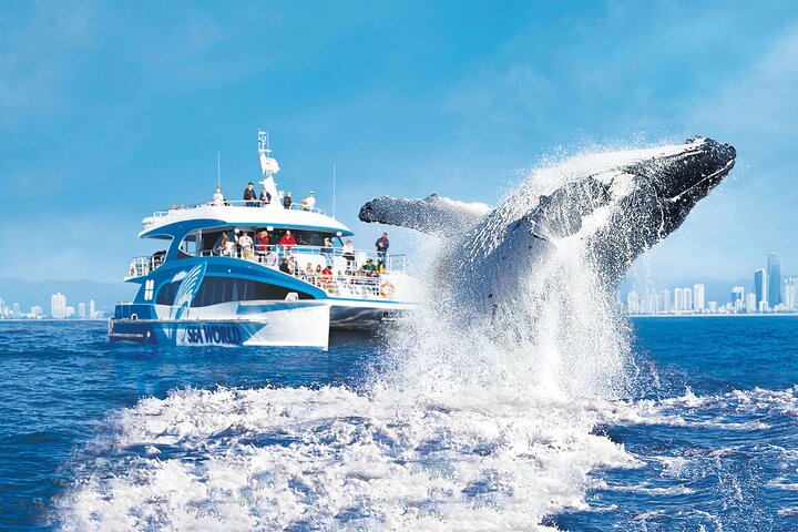 Aventure d'observation des baleines sur la Gold Coast | wizardtrip