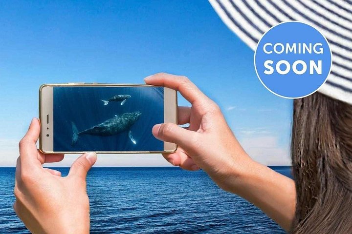 Opplev spennende hvalsafari-turer på Gold Coast med Sea World Cruises, med nære møter med knølhvaler, foto 6 | wizardtrip