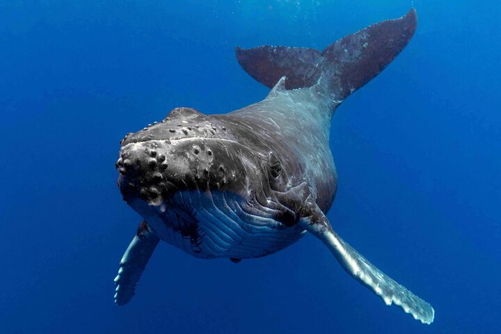 Opplev spennende hvalsafari-turer på Gold Coast med Sea World Cruises, med nære møter med knølhvaler, foto 7 | wizardtrip