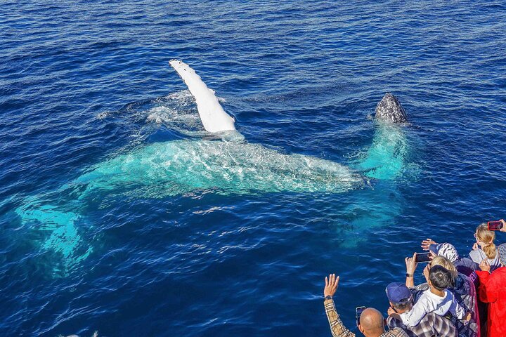Opplev spennende hvalsafari-turer på Gold Coast med Sea World Cruises, med nære møter med knølhvaler, foto 12 | wizardtrip