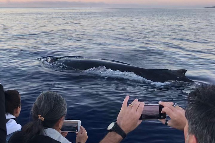 Upplev spännande valskådningsturer på Maui ombord på en snabb och bekväm båt med Makai Adventures, foto 7 | wizardtrip