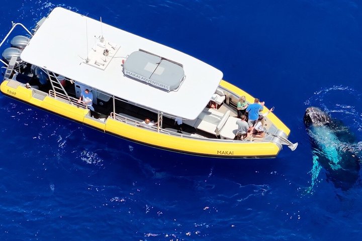 Upplev spännande valskådningsturer på Maui ombord på en snabb och bekväm båt med Makai Adventures, foto 8 | wizardtrip