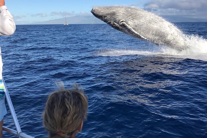 Upplev spännande valskådningsturer på Maui ombord på en snabb och bekväm båt med Makai Adventures, foto 9 | wizardtrip