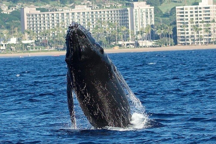 Upplev spännande valskådningsturer på Maui ombord på en snabb och bekväm båt med Makai Adventures, foto 11 | wizardtrip