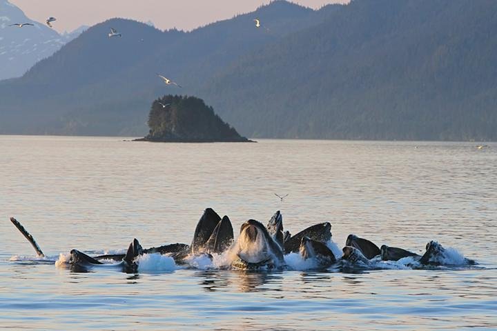 Hvalsafari i Juneau | Ultimate Whale Watch | wizardtrip