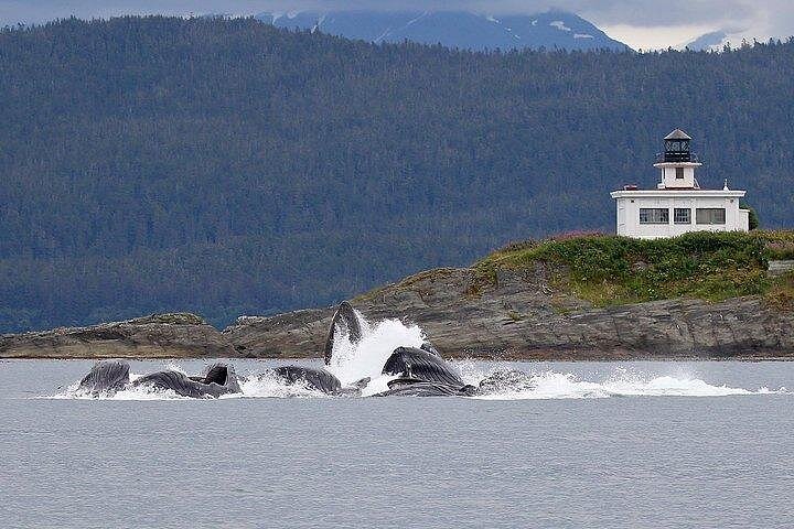 Hvalsafari i Juneau, Alaska, med knølhval og naturskjønn kystutsikt, foto 6 | wizardtrip