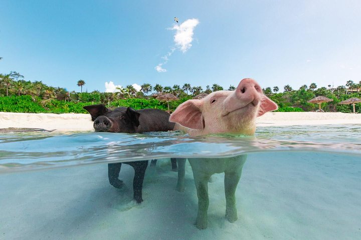 Sandy Toes De Originele Rose Island en Zwemmende Varkens Tour | wizardtrip
