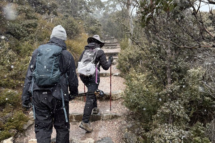 Guidad heldagstur till Cradle Mountain National Park från Launceston, Tasmanien, Australien, foto 6 | wizardtrip