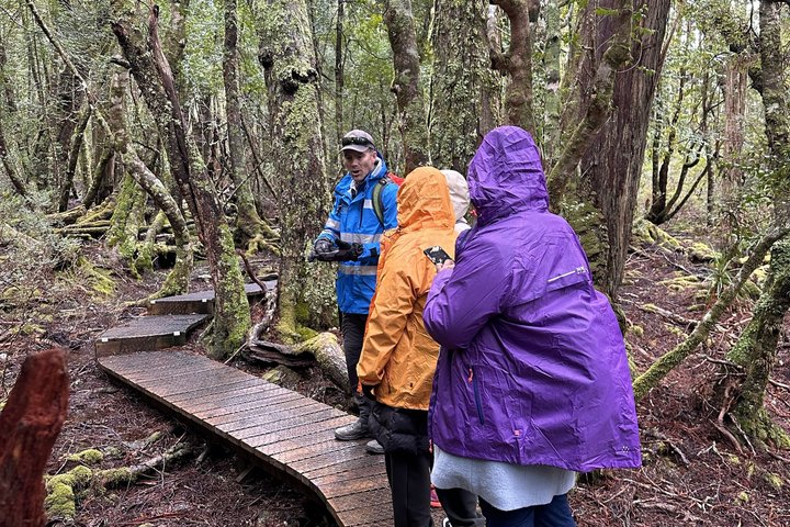Guidad heldagstur till Cradle Mountain National Park från Launceston, Tasmanien, Australien, foto 7 | wizardtrip