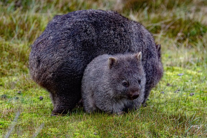 Guidad heldagstur till Cradle Mountain National Park från Launceston, Tasmanien, Australien, foto 16 | wizardtrip