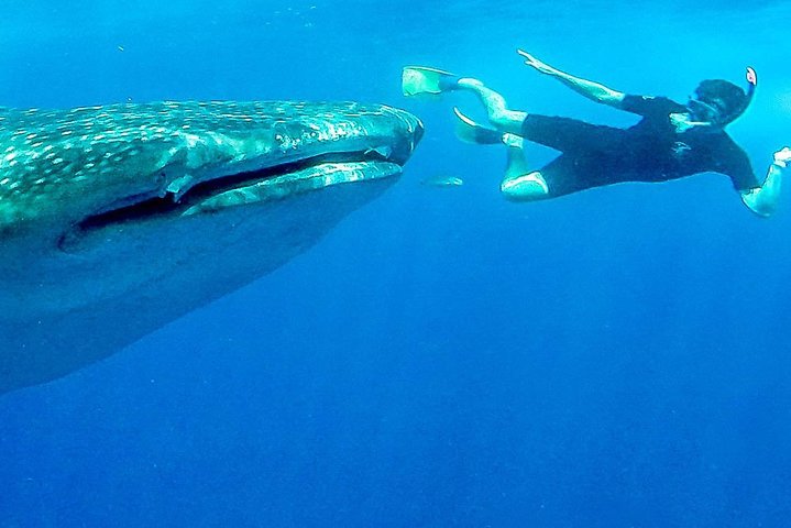 Schwimmen Sie mit Walhaien in La Paz, Mexiko, auf einer intimen und umweltfreundlichen Bootstour, Foto 6 | wizardtrip