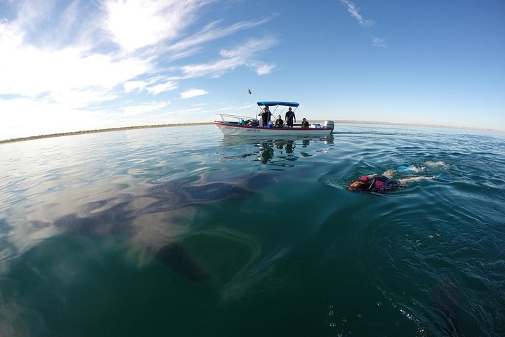 Schwimmen Sie mit Walhaien in La Paz, Mexiko, auf einer intimen und umweltfreundlichen Bootstour, Foto 7 | wizardtrip