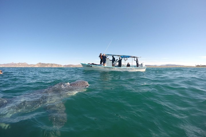 Schwimmen Sie mit Walhaien in La Paz, Mexiko, auf einer intimen und umweltfreundlichen Bootstour, Foto 8 | wizardtrip