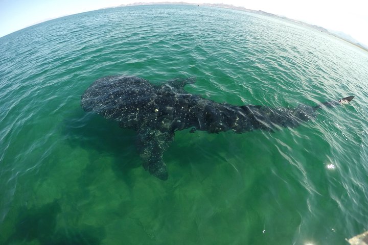 Schwimmen Sie mit Walhaien in La Paz, Mexiko, auf einer intimen und umweltfreundlichen Bootstour, Foto 9 | wizardtrip