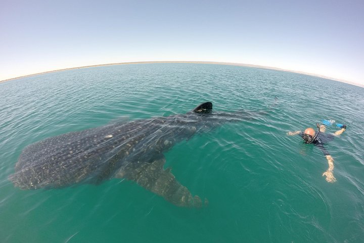 Schwimmen Sie mit Walhaien in La Paz, Mexiko, auf einer intimen und umweltfreundlichen Bootstour, Foto 10 | wizardtrip