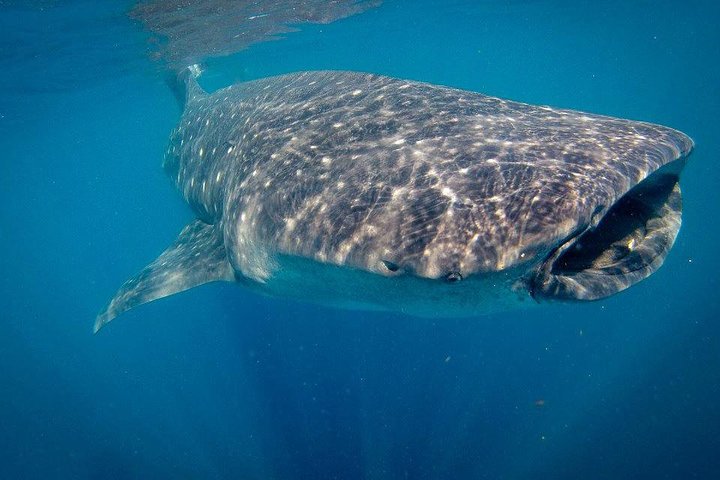Schwimmen Sie mit Walhaien in La Paz, Mexiko, auf einer intimen und umweltfreundlichen Bootstour, Foto 11 | wizardtrip