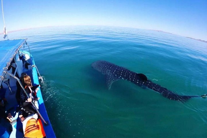 Schwimmen Sie mit Walhaien in La Paz, Mexiko, auf einer intimen und umweltfreundlichen Bootstour, Foto 12 | wizardtrip