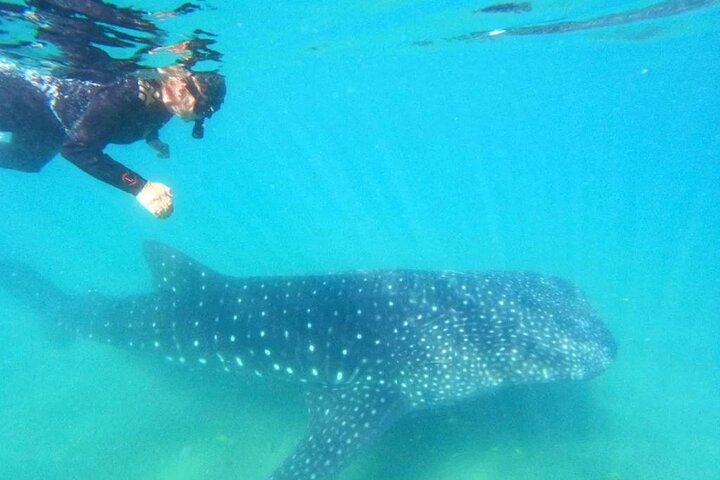 Schwimmen Sie mit Walhaien in La Paz, Mexiko, auf einer intimen und umweltfreundlichen Bootstour, Foto 13 | wizardtrip