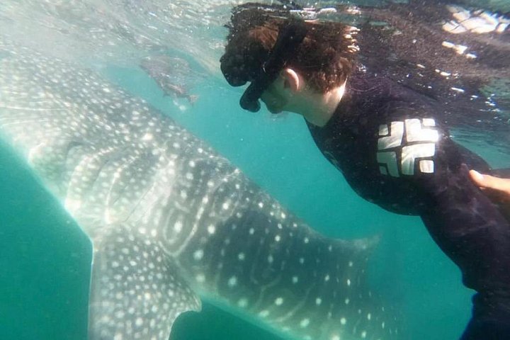Schwimmen Sie mit Walhaien in La Paz, Mexiko, auf einer intimen und umweltfreundlichen Bootstour, Foto 14 | wizardtrip