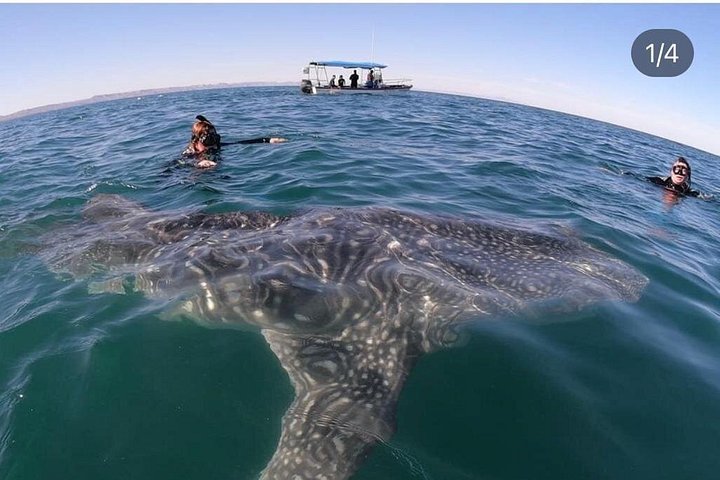 Schwimmen Sie mit Walhaien in La Paz, Mexiko, auf einer intimen und umweltfreundlichen Bootstour, Foto 15 | wizardtrip