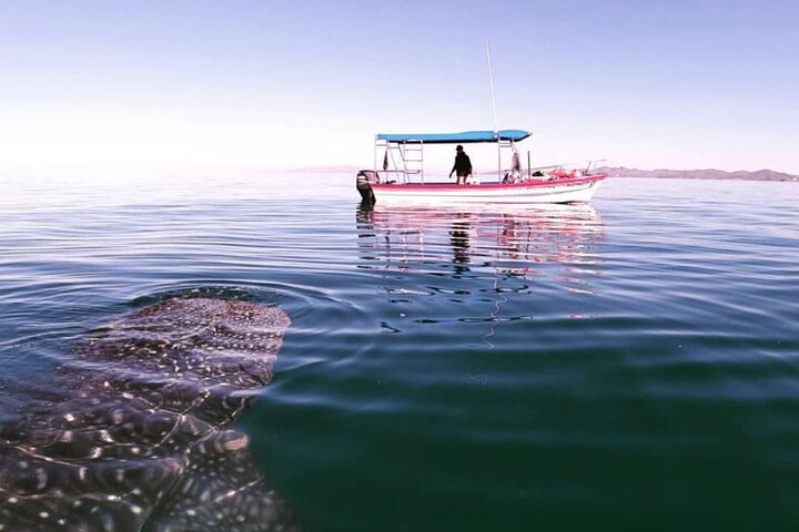 Schwimmen Sie mit Walhaien in La Paz, Mexiko, auf einer intimen und umweltfreundlichen Bootstour, Foto 16 | wizardtrip