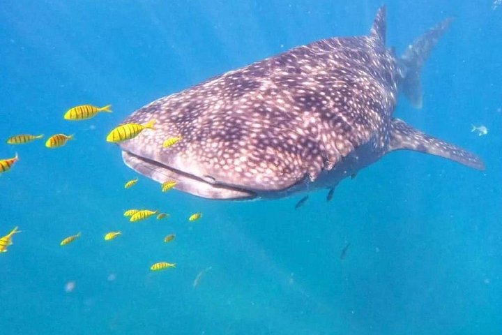 Schwimmen Sie mit Walhaien in La Paz, Mexiko, auf einer intimen und umweltfreundlichen Bootstour, Foto 17 | wizardtrip
