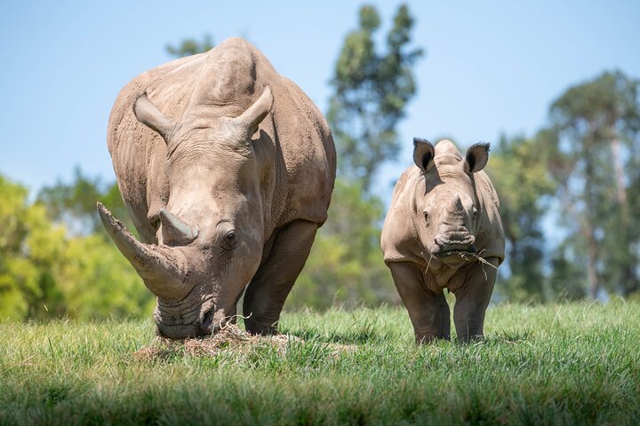 Heldagstur til Australia Zoo fra Brisbane med dyremøder og shows, foto 7 | wizardtrip