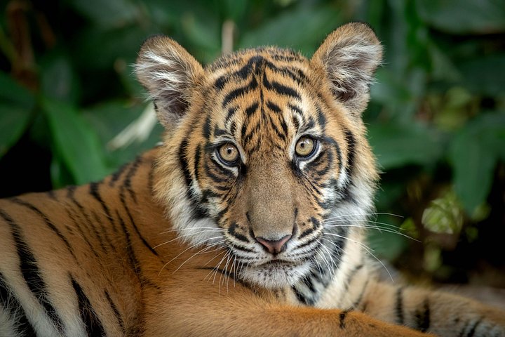 Heldagstur til Australia Zoo fra Brisbane med dyremøder og shows, foto 8 | wizardtrip