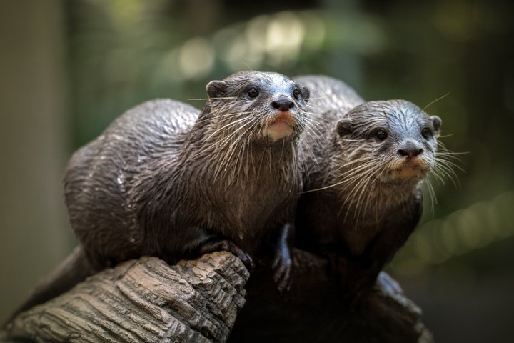 Heldagstur til Australia Zoo fra Brisbane med dyremøder og shows, foto 9 | wizardtrip