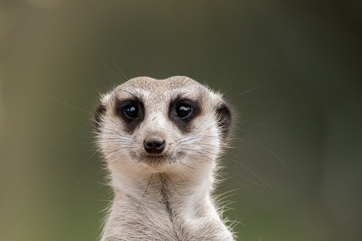 Heldagstur til Australia Zoo fra Brisbane med dyremøder og shows, foto 10 | wizardtrip