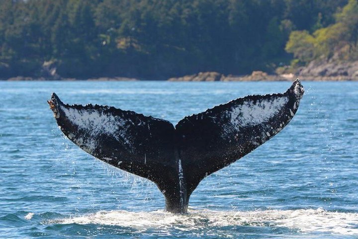 Walbeobachtungstour auf Vancouver Island, Kanada, mit Sichtungen von Meerestieren, Foto 6 | wizardtrip