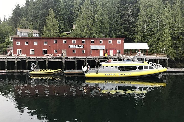 Walbeobachtungstour auf Vancouver Island, Kanada, mit Sichtungen von Meerestieren, Foto 8 | wizardtrip