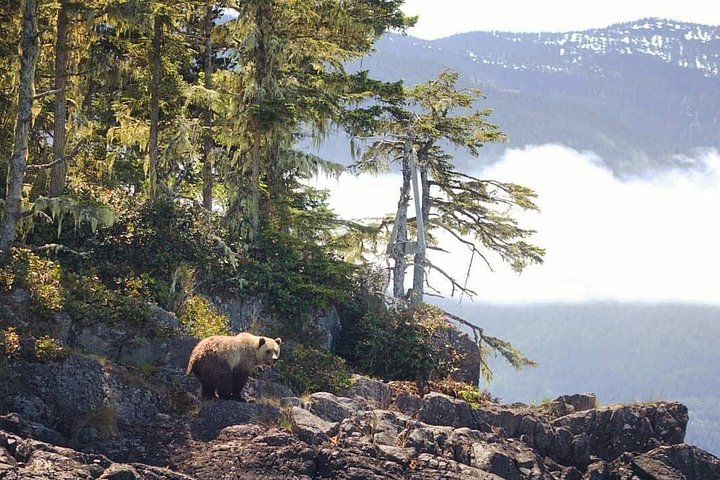 Walbeobachtungstour auf Vancouver Island, Kanada, mit Sichtungen von Meerestieren, Foto 10 | wizardtrip